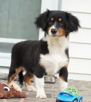 Palmer-Cavacorgi, a female Pembroke Welsh Corgi and Cavalier King Charles Spaniel for sale in Moravia, IA – 5 of 8
