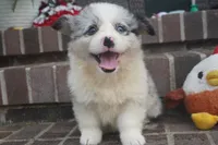 Danni Girl-fluffy, a female Pembroke Welsh Corgi for sale in Moravia, IA – 5 of 9