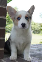 Dawson, a male Pembroke Welsh Corgi for sale in Moravia, IA – 2 of 9