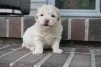 Shane, a male Poodle - Miniature  for sale in Moravia, IA – 3 of 5