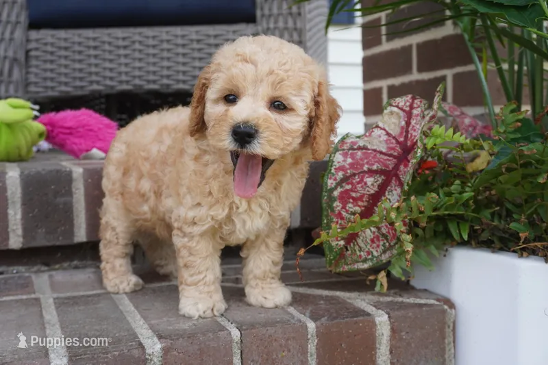 Mason – Poodle - Toy  puppy for sale in Moravia, IA