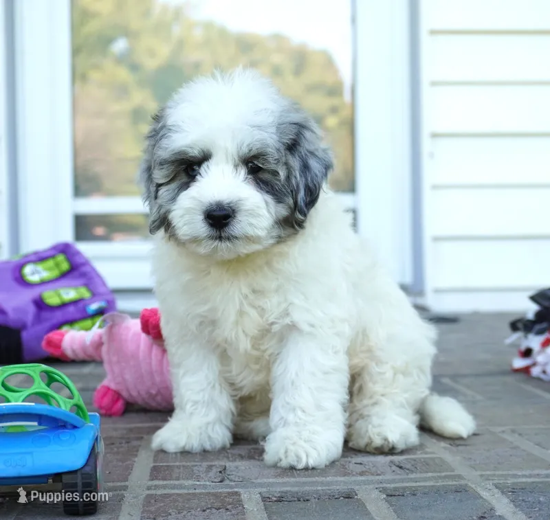 Punky Brewster-mini F1b – Sheepadoodle puppy for sale in Moravia, IA