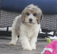 Thea, a female Cavapoo for sale in Moravia, IA – 6 of 6
