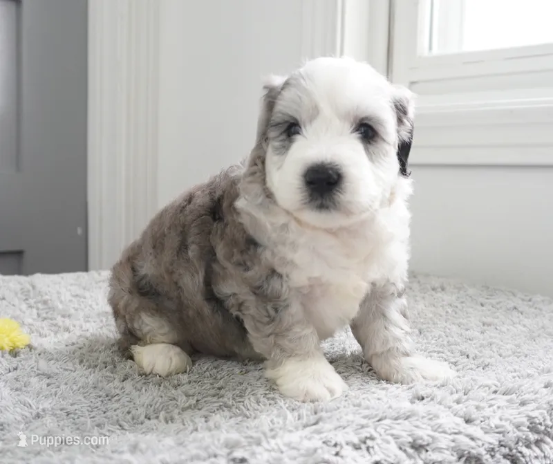 Huckleberry Pie, a male Sheepadoodle for sale in Moravia, IA – 1 of 3