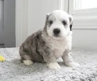 Huckleberry Pie, a male Sheepadoodle for sale in Moravia, IA – 1 of 3