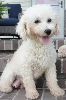 Rhett-retiring 12 lbs, a female Poodle - Miniature  for sale in Moravia, IA – 1 of 2