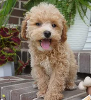 Mason, a male Poodle - Toy  for sale in Moravia, IA – 2 of 9