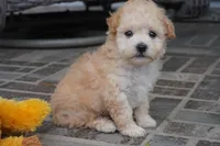 ren, a female Poodle - Toy  for sale in Moravia, IA – 5 of 5