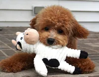 Mason, a male Poodle - Toy  for sale in Moravia, IA – 5 of 9