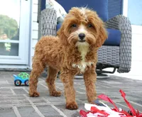 Teagan, a female Cavapoo for sale in Moravia, IA – 2 of 10