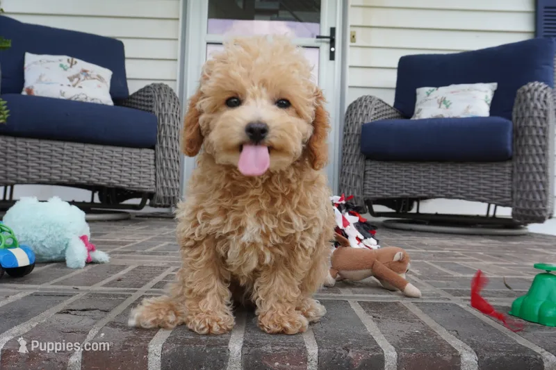 Mikey – Poodle - Toy  puppy for sale in Moravia, IA
