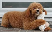 Mason, a male Poodle - Toy  for sale in Moravia, IA – 3 of 9