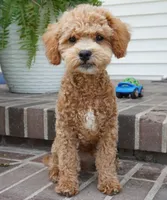 Mason, a male Poodle - Toy  for sale in Moravia, IA – 6 of 10