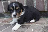 Palmer-Cavacorgi, a female Pembroke Welsh Corgi and Cavalier King Charles Spaniel for sale in Moravia, IA – 3 of 4