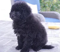 Pal-Mini Sheepadoodle, a male Sheepadoodle for sale in Moravia, IA – 2 of 2