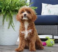 Teagan, a female Cavapoo for sale in Moravia, IA – 4 of 9