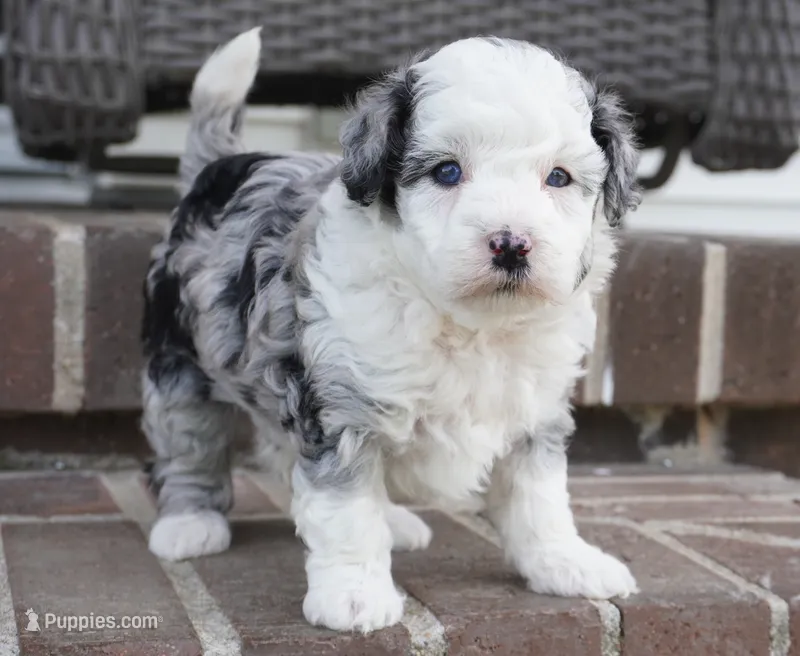 Bridger – Miniature Aussiedoodle puppy for sale in Moravia, IA