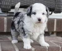 Bridger, a male Miniature Aussiedoodle for sale in Moravia, IA – 1 of 4