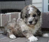 Swayze, a male Poodle - Miniature  for sale in Moravia, IA – 6 of 6