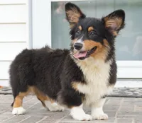 Cyrus-Fluffy AKC, a male Pembroke Welsh Corgi for sale in Moravia, IA – 7 of 8