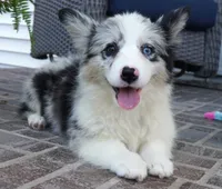 Danni Girl-fluffy, a female Pembroke Welsh Corgi for sale in Moravia, IA – 2 of 10