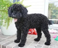 Emmit, a male Poodle - Miniature  for sale in Moravia, IA – 2 of 8