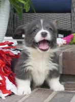 Duke, a male Pembroke Welsh Corgi for sale in Moravia, IA – 3 of 4