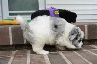 Punky Brewster-mini F1b, a female Sheepadoodle for sale in Moravia, IA – 3 of 4