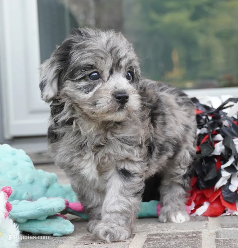 Trixie – Cavapoo puppy for sale in Moravia, IA