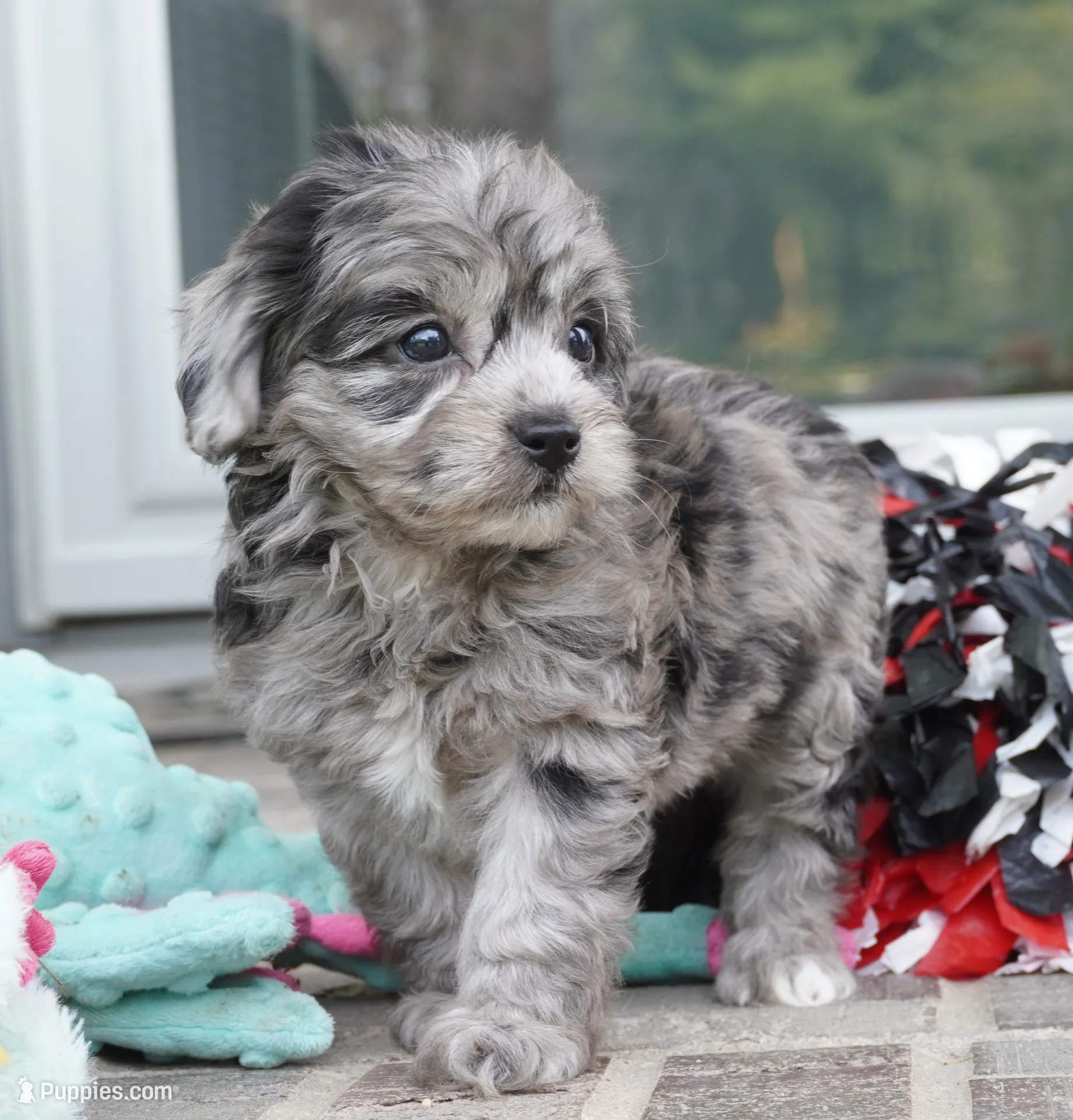 Trixie – Cavapoo Puppy for Sale in Moravia, IA | Puppies.com