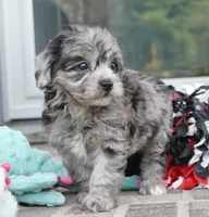 Trixie, a female Cavapoo for sale in Moravia, IA – 1 of 4