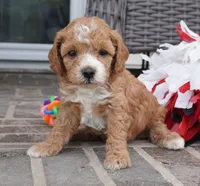 Teddi-Girl, a female Cavapoo for sale in Moravia, IA – 2 of 4