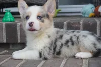 Dawson, a male Pembroke Welsh Corgi for sale in Moravia, IA – 4 of 5