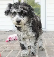 Rylee, a female Poodle - Toy  for sale in Moravia, IA – 2 of 10