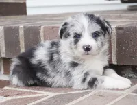Cici-Corgipoo, a female Pembroke Welsh Corgi and Poodle - Toy  for sale in Moravia, IA – 3 of 4