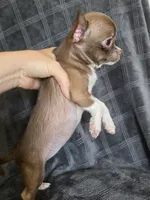 Bella, a female Chihuahua for sale in Orange, CA – 6 of 6