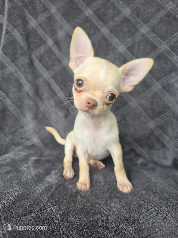 Caleb – Chihuahua puppy for sale in Orange, CA