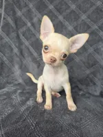 Caleb, a male Chihuahua for sale in Orange, CA – 1 of 5
