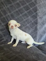 Nami, a female Chihuahua for sale in Orange, CA – 4 of 6