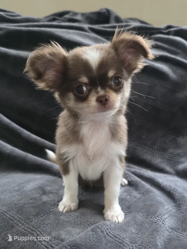 Mina  – Chihuahua puppy for sale in Orange, CA