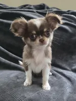 Mina , a female Chihuahua for sale in Orange, CA – 1 of 6