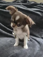 Mina , a female Chihuahua for sale in Orange, CA – 4 of 6