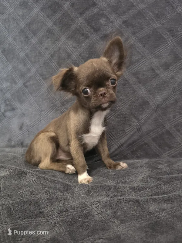 Elvira – Chihuahua puppy for sale in Orange, CA