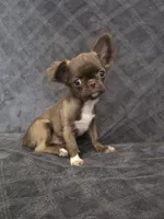 Elvira, a female Chihuahua for sale in Orange, CA – 1 of 6