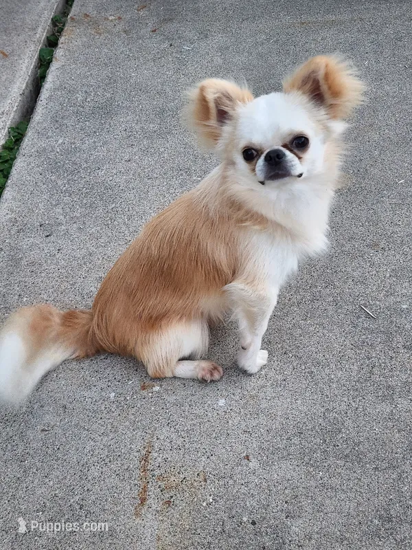 Mochi AKC stud – Chihuahua puppy for sale in Orange, CA