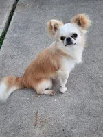 Mochi AKC stud, a male Chihuahua for sale in Orange, CA – 1 of 5