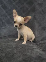 Cilas, a male Chihuahua for sale in Orange, CA – 6 of 6