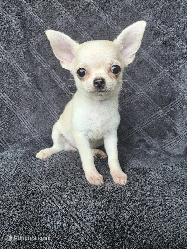 Camille – Chihuahua puppy for sale in Orange, CA