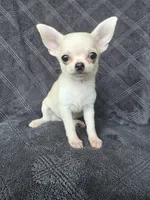 Camille, a female Chihuahua for sale in Orange, CA – 1 of 4