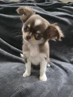 Mina , a female Chihuahua for sale in Orange, CA – 2 of 6